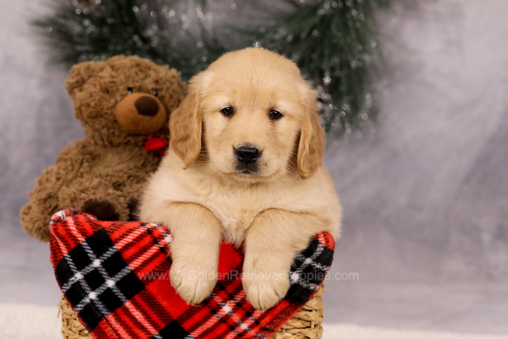 Finn Image of Finn, a Golden Retriever puppy