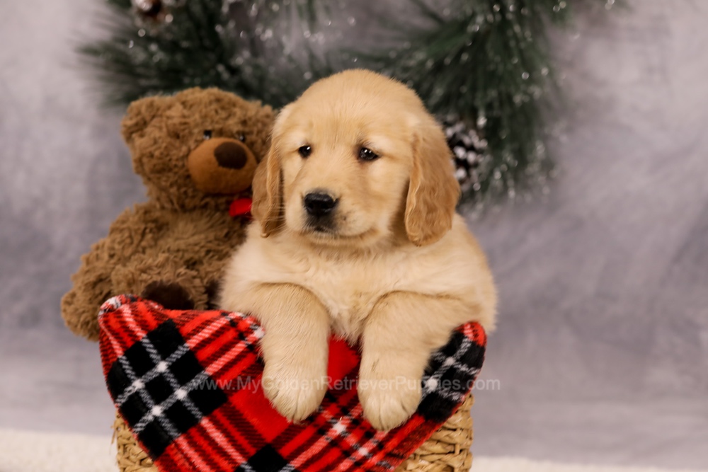 Finn Image of Finn, a Golden Retriever puppy