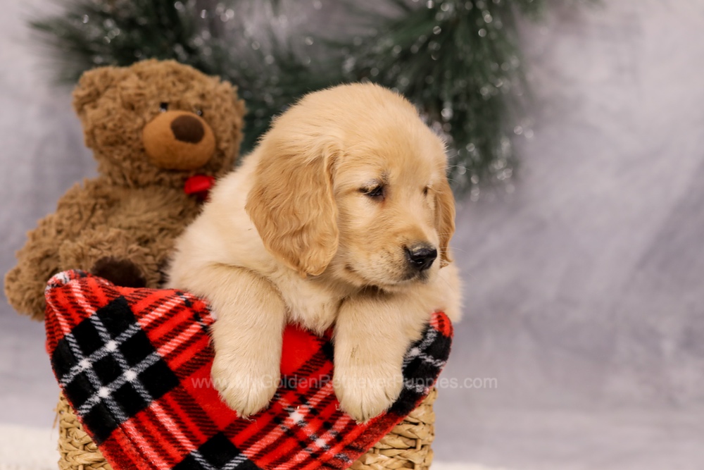 Finn Image of Finn, a Golden Retriever puppy