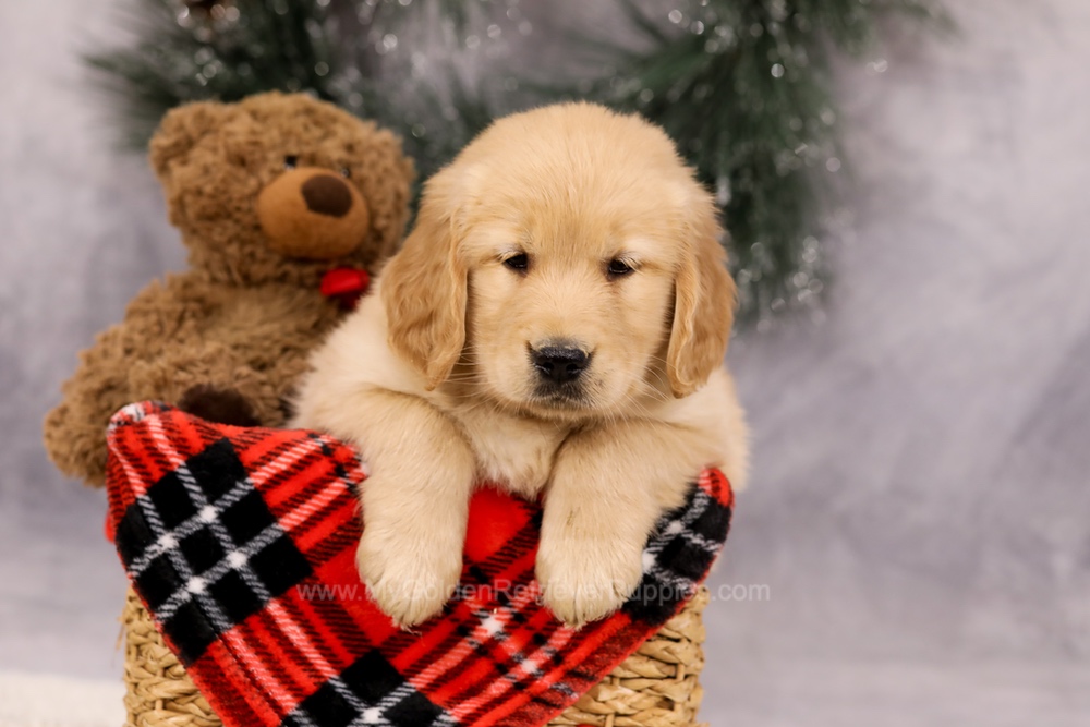 Finn Image of Finn, a Golden Retriever puppy