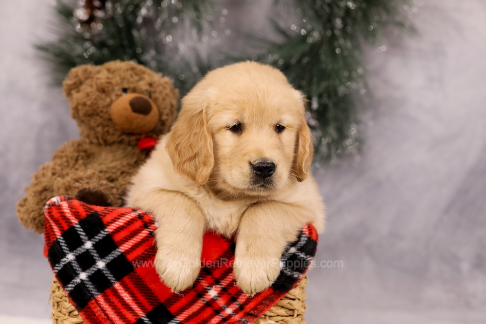Finn Image of Finn, a Golden Retriever puppy