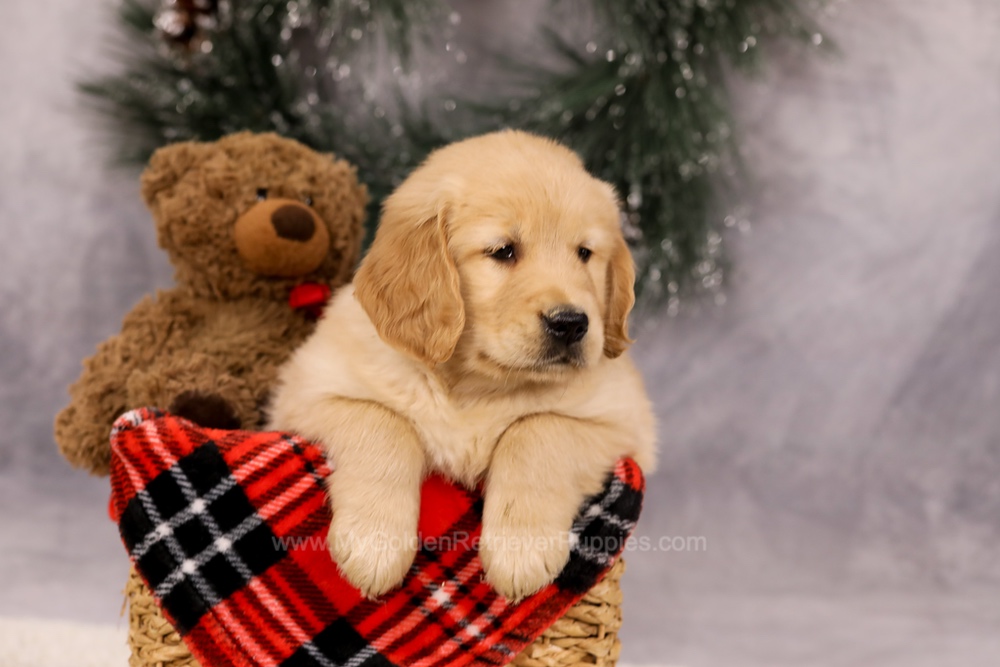 Finn Image of Finn, a Golden Retriever puppy