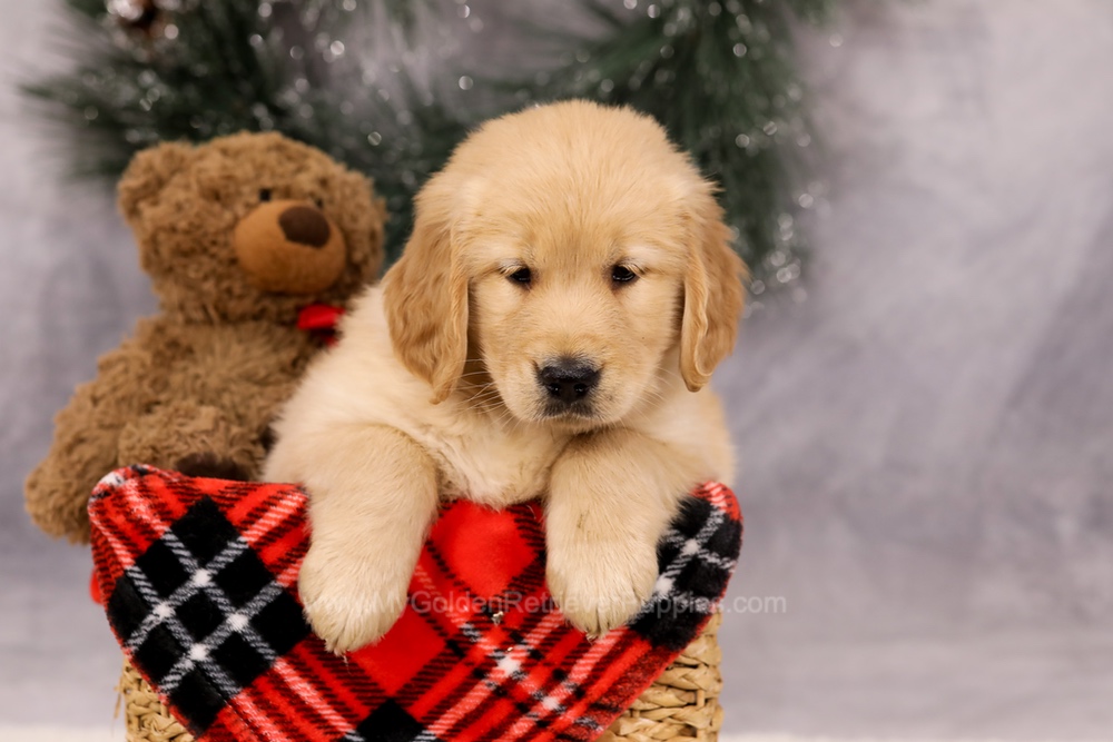 Finn Image of Finn, a Golden Retriever puppy