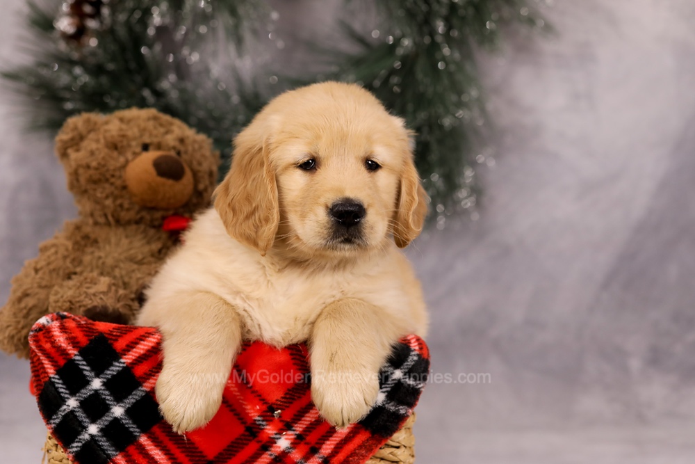 Finn Image of Finn, a Golden Retriever puppy