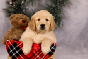 Image of Finn, a Golden Retriever puppy