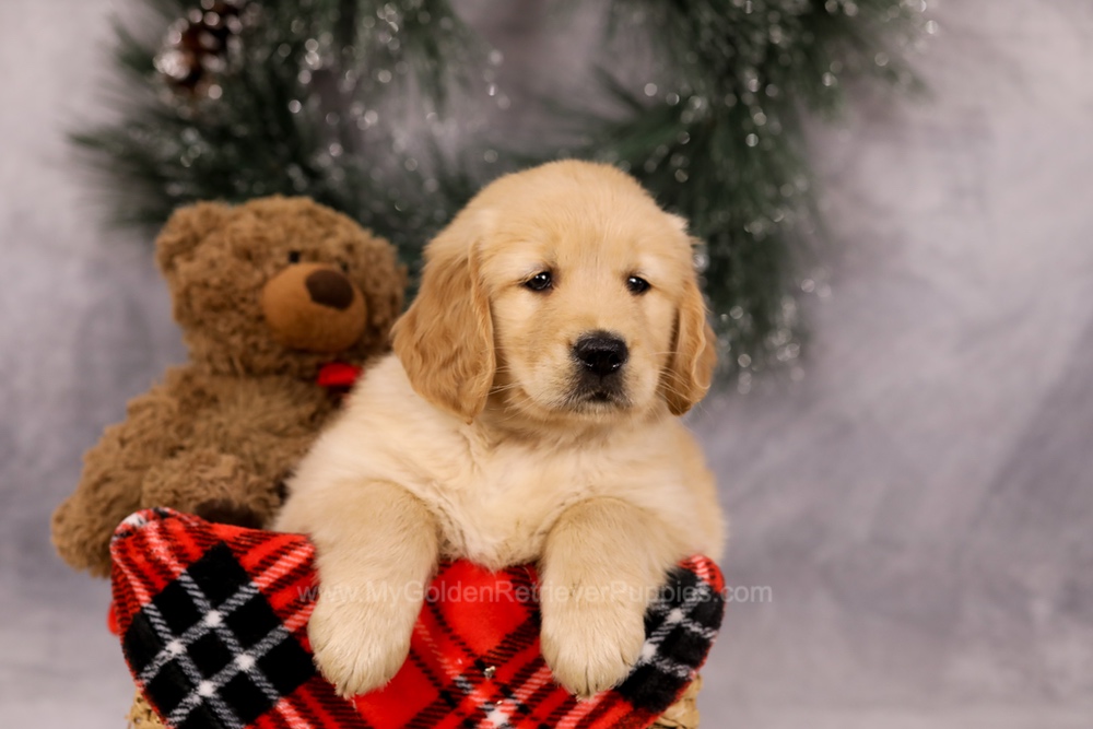 Finn Image of Finn, a Golden Retriever puppy