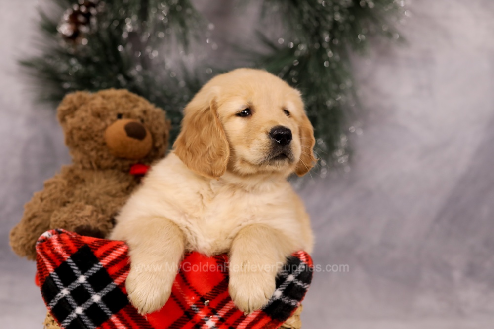 Finn Image of Finn, a Golden Retriever puppy