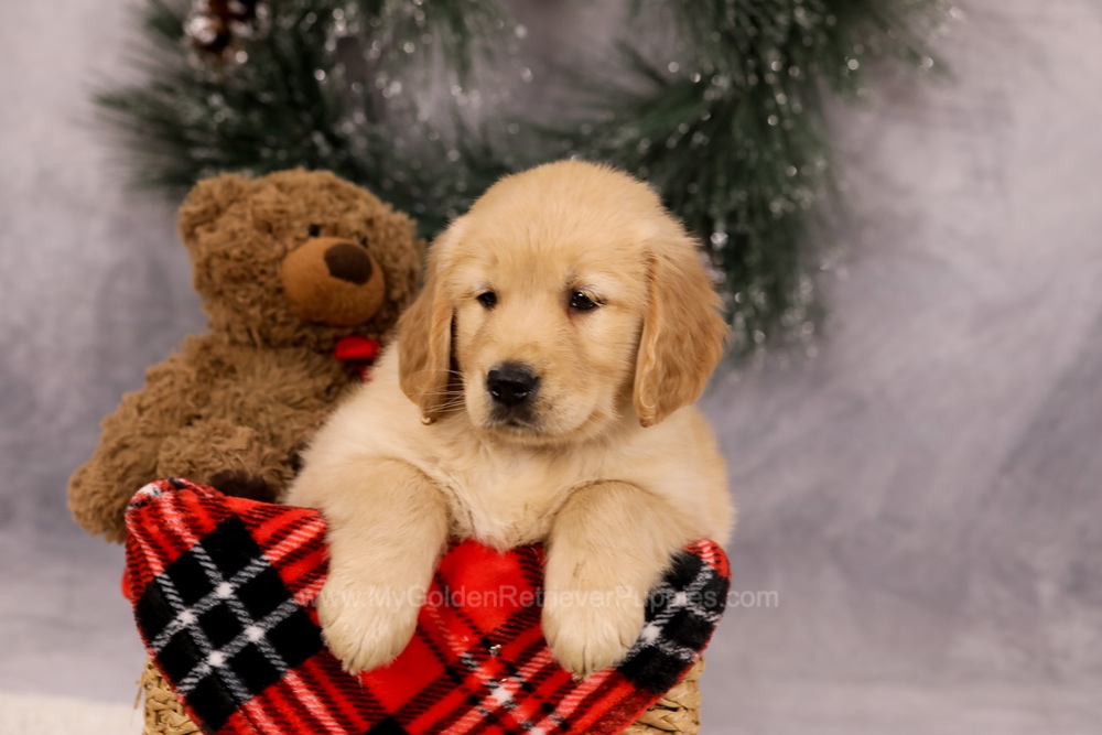 Finn Image of Finn, a Golden Retriever puppy