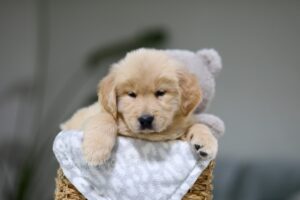Image of Gabe, a Golden Retriever puppy