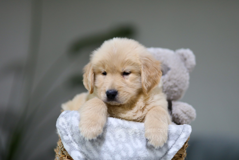 Gabe Image of Gabe, a Golden Retriever puppy