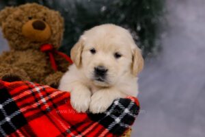 Image of Garth, a Golden Retriever puppy