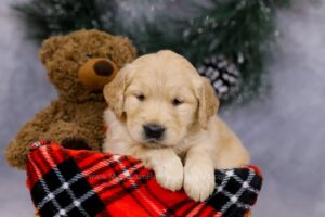 Image of Gavin, a Golden Retriever puppy