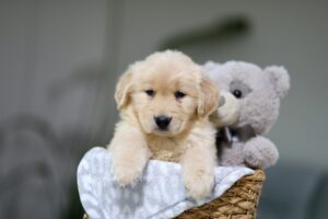 Image of Gavin, a Golden Retriever puppy