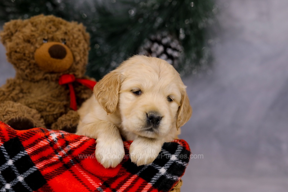 Gloria Image of Gloria, a Golden Retriever puppy