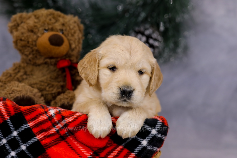 Gloria Image of Gloria, a Golden Retriever puppy