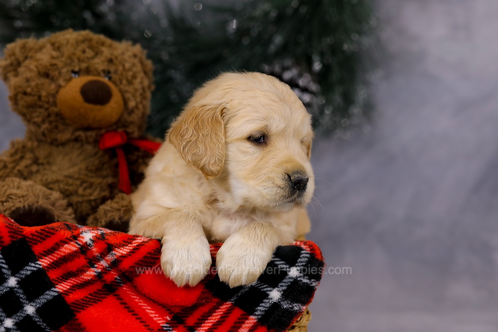 Gloria Image of Gloria, a Golden Retriever puppy
