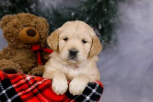 Image of Gloria, a Golden Retriever puppy
