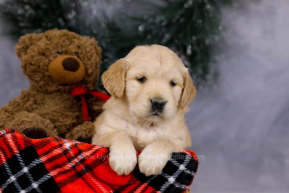 Gloria Image of Gloria, a Golden Retriever puppy