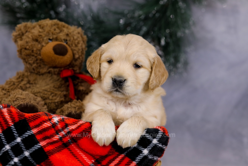 Gloria Image of Gloria, a Golden Retriever puppy