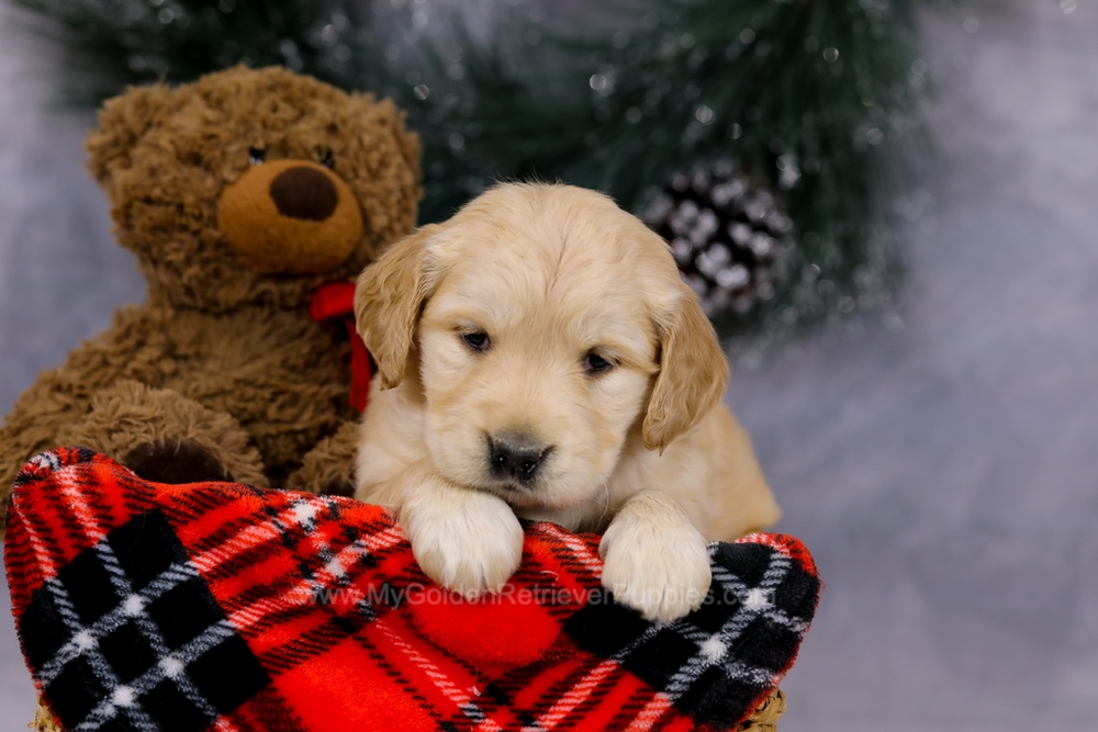 Gloria Image of Gloria, a Golden Retriever puppy