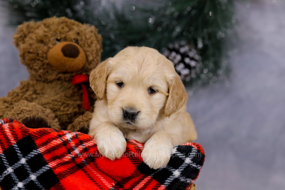 Gloria Image of Gloria, a Golden Retriever puppy