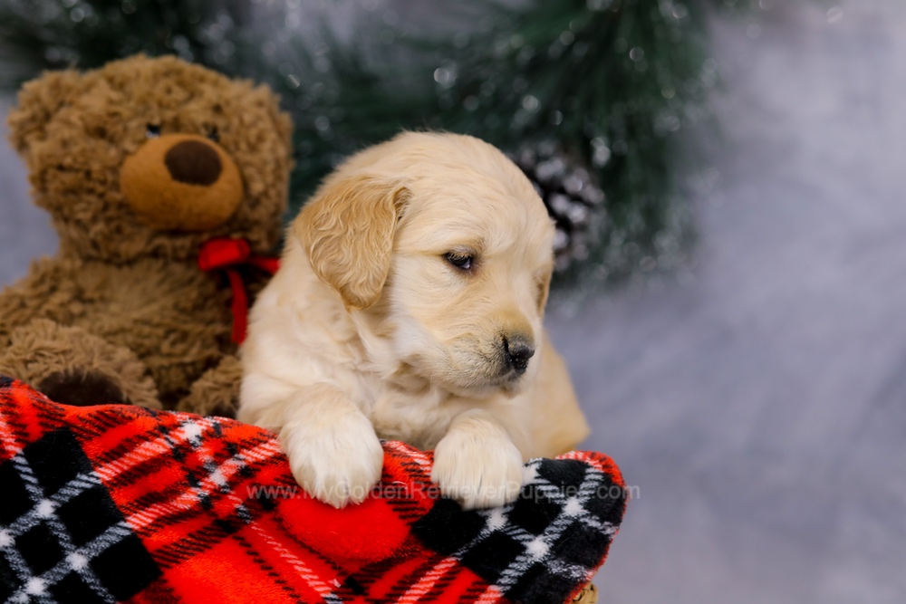 Gloria Image of Gloria, a Golden Retriever puppy