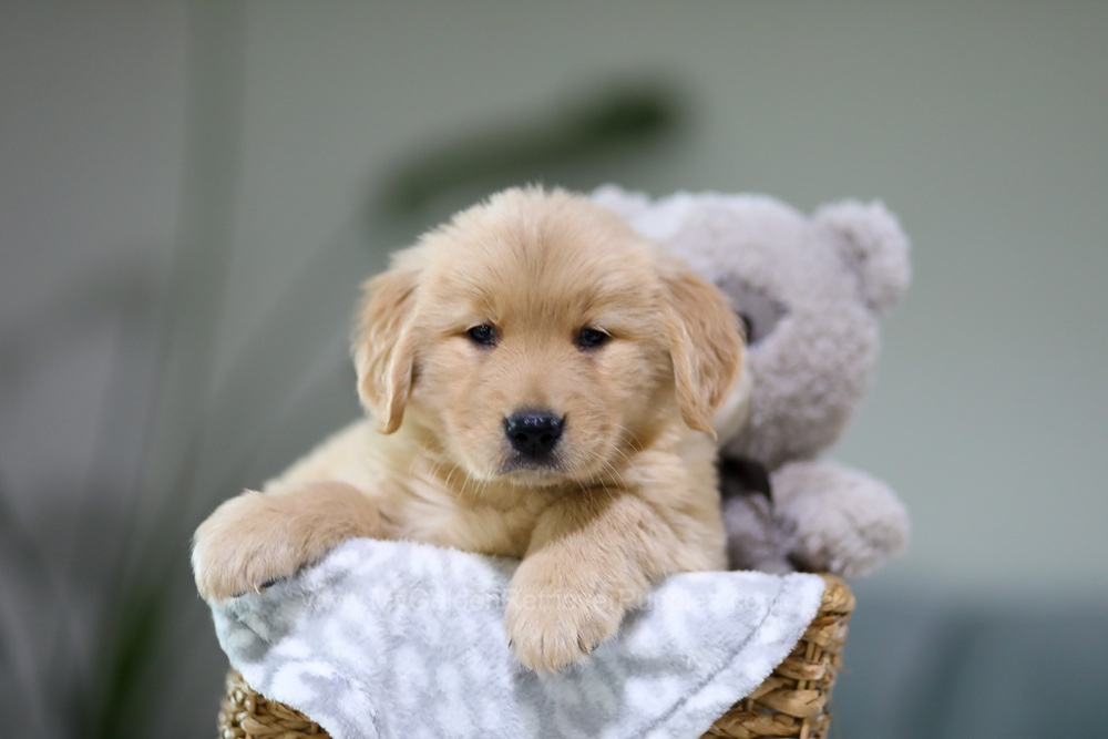 Grace Image of Grace, a Golden Retriever puppy