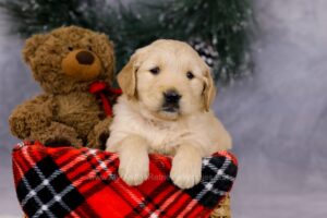 Image of Grant, a Golden Retriever puppy