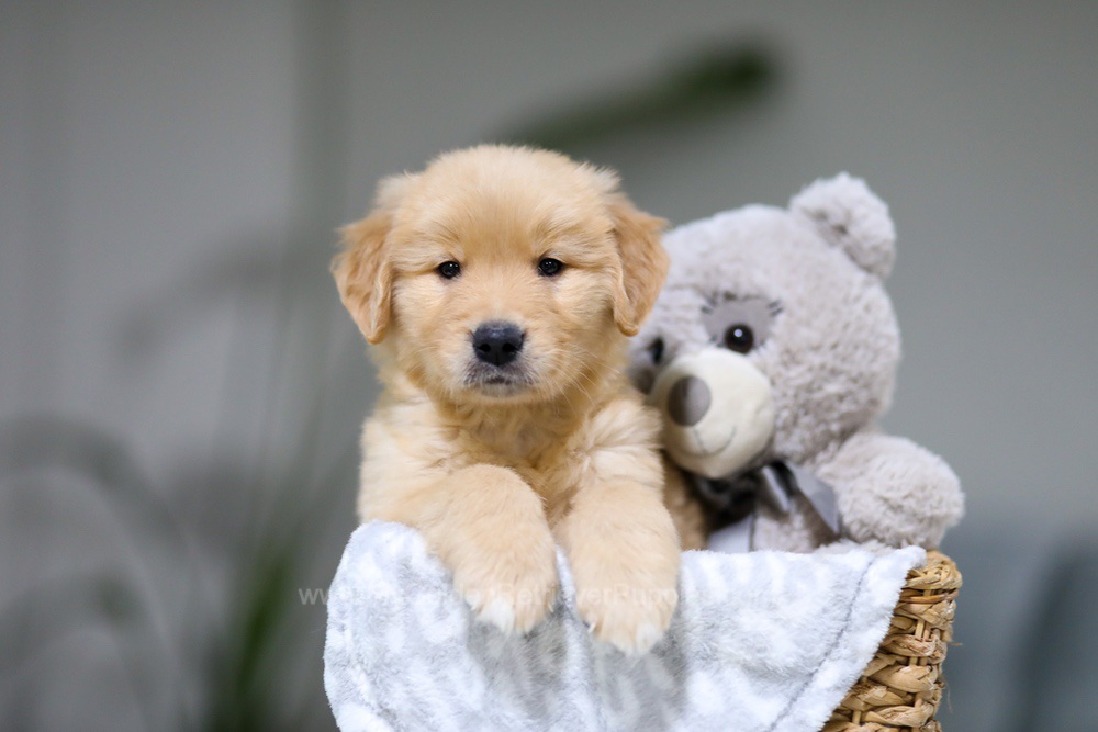 Grover Image of Grover, a Golden Retriever puppy