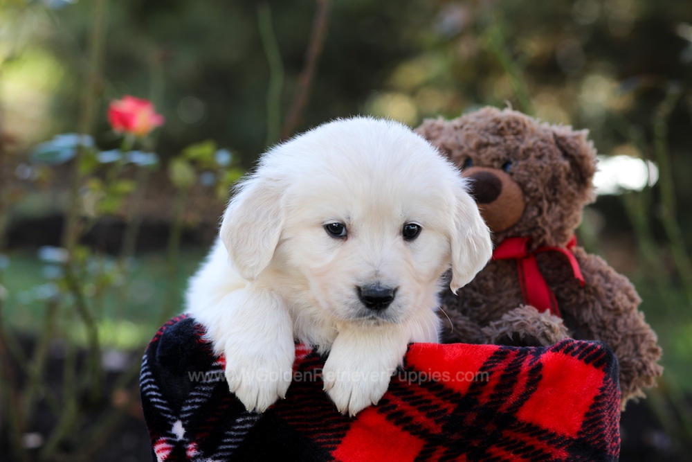 Hardy Image of Hardy, a Golden Retriever puppy
