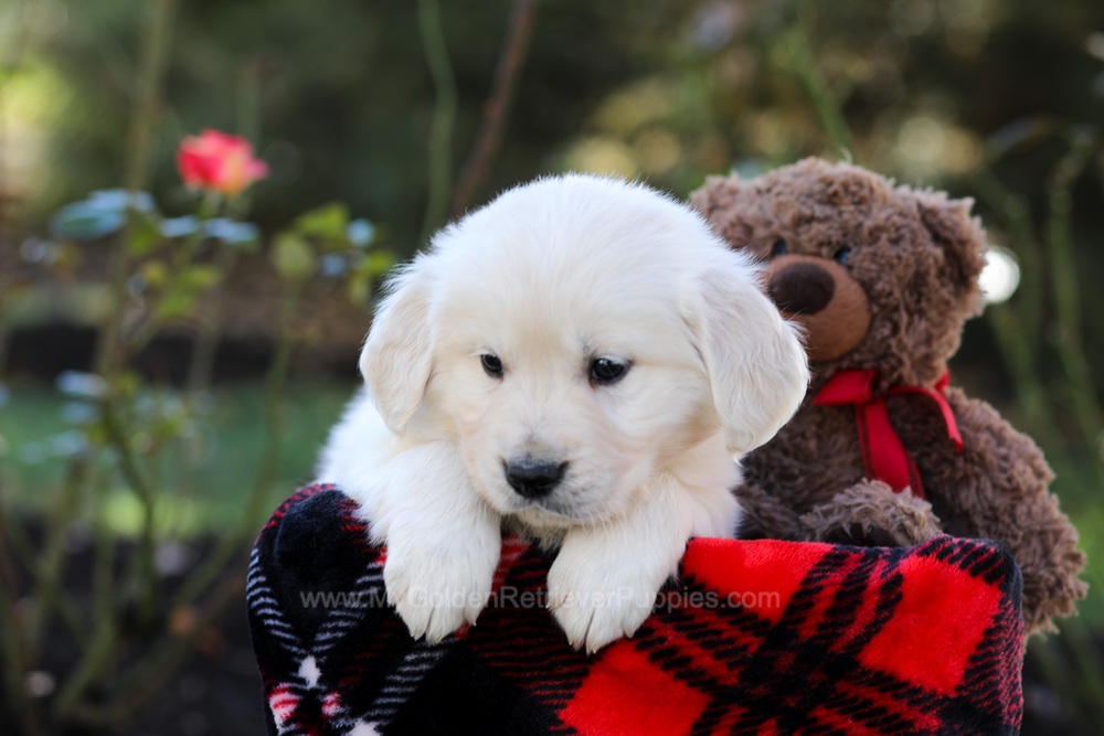 Hardy Image of Hardy, a Golden Retriever puppy