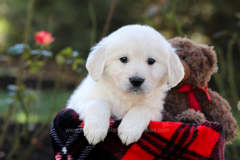 Hardy Image of Hardy, a Golden Retriever puppy