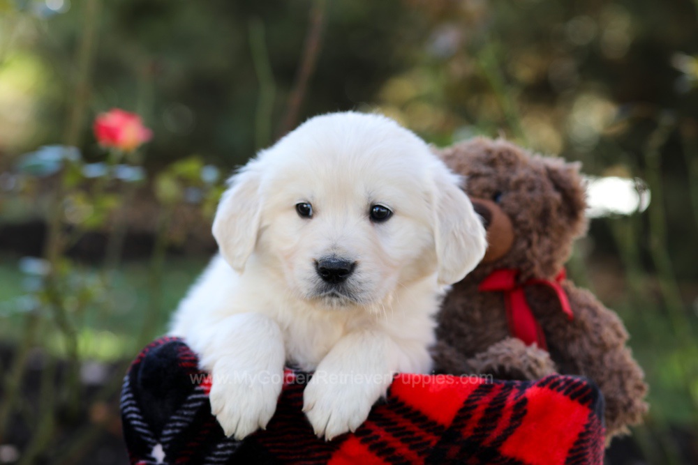 Hardy Image of Hardy, a Golden Retriever puppy