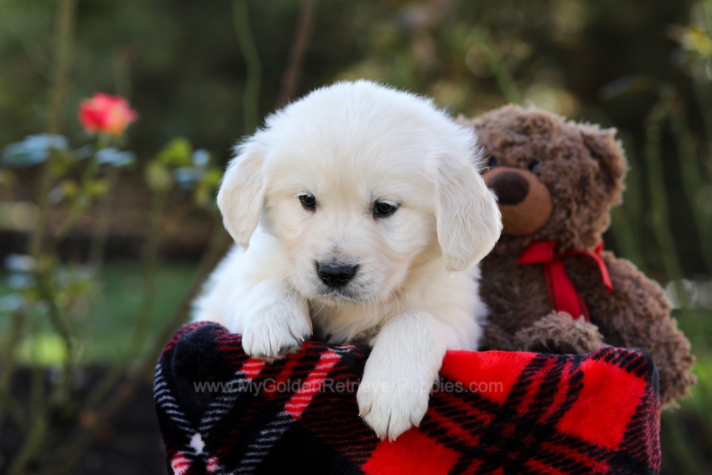 Hardy Image of Hardy, a Golden Retriever puppy
