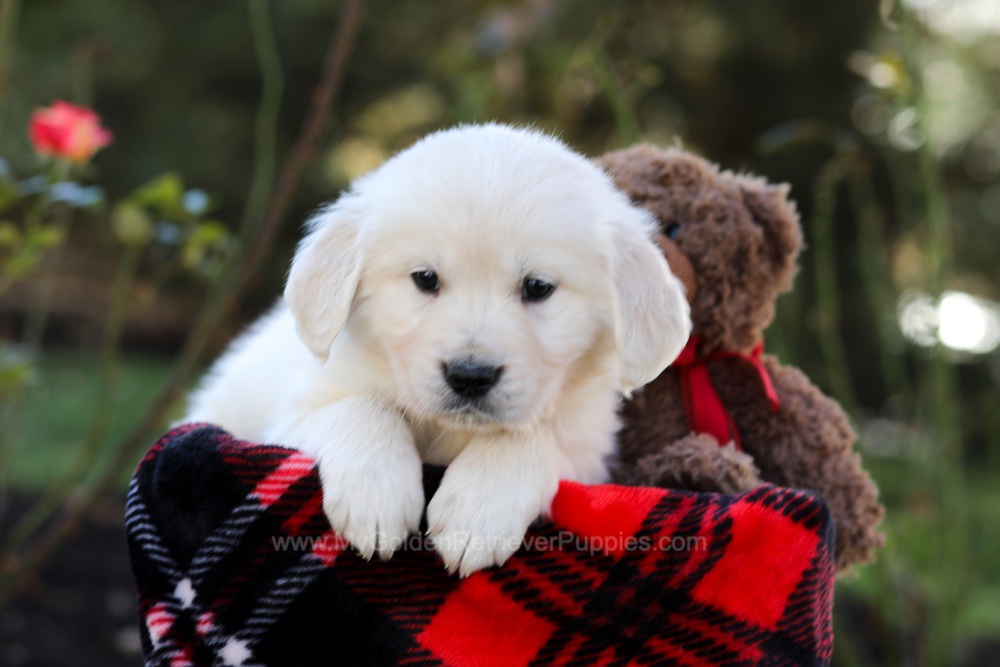 Hardy Image of Hardy, a Golden Retriever puppy