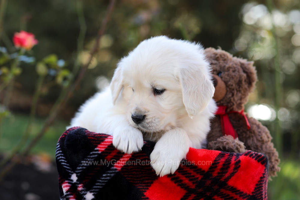 Hardy Image of Hardy, a Golden Retriever puppy