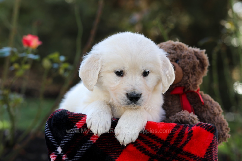 Hardy Image of Hardy, a Golden Retriever puppy
