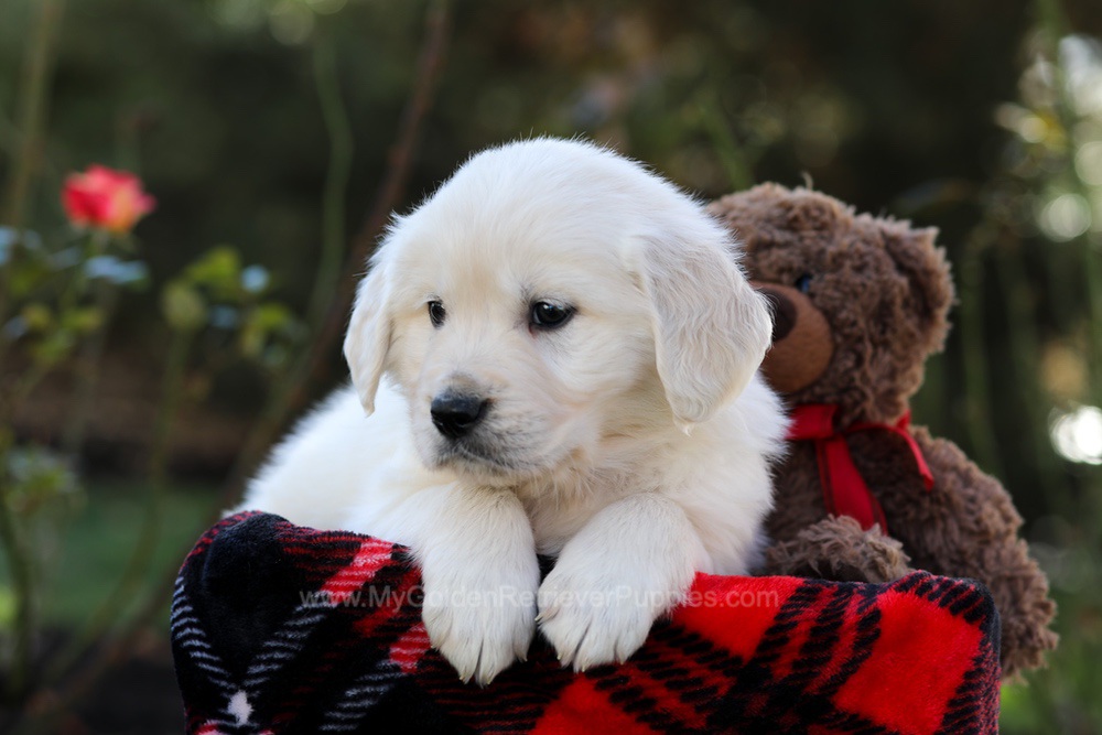 Hardy Image of Hardy, a Golden Retriever puppy