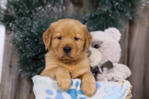 Image of Harley, a Golden Retriever puppy