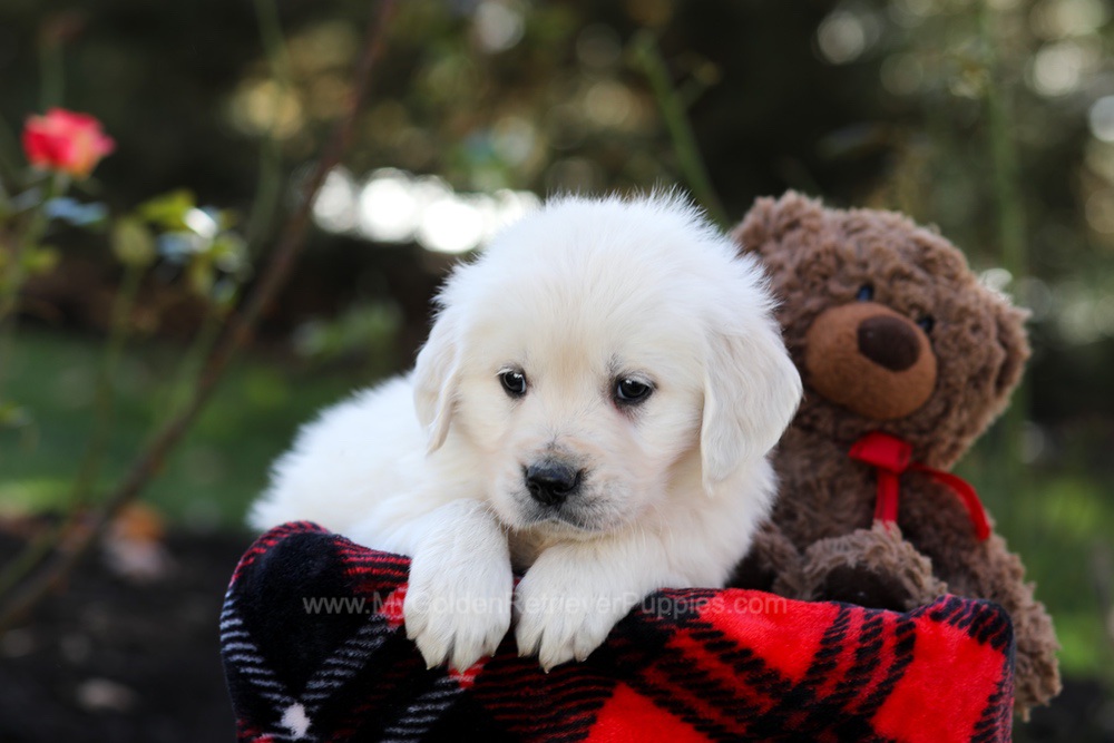 Harmony Image of Harmony, a Golden Retriever puppy