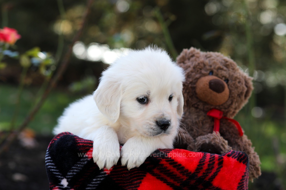 Harmony Image of Harmony, a Golden Retriever puppy