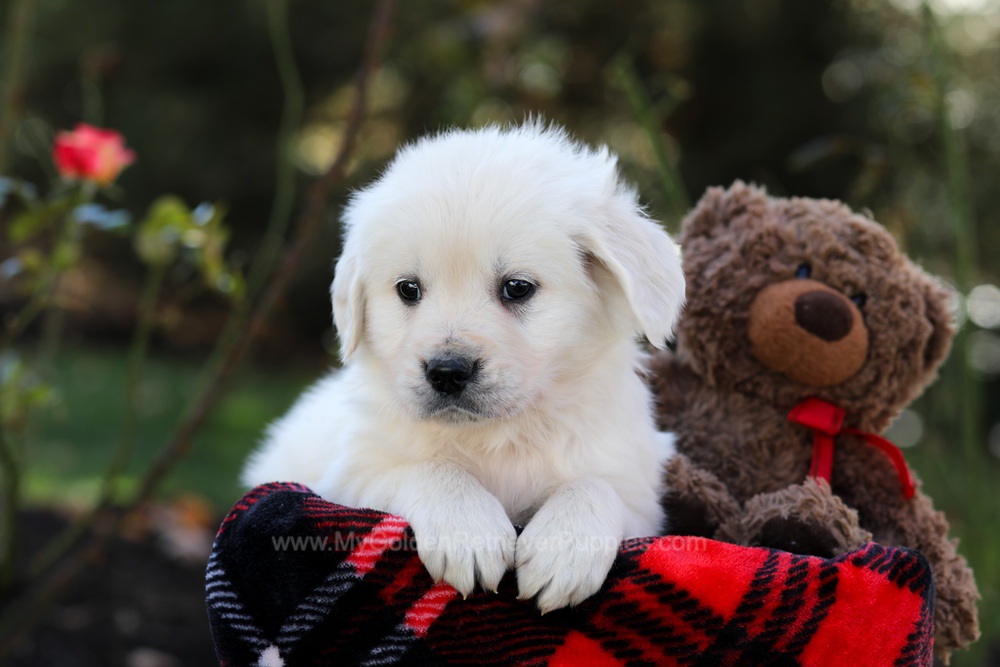 Harmony Image of Harmony, a Golden Retriever puppy