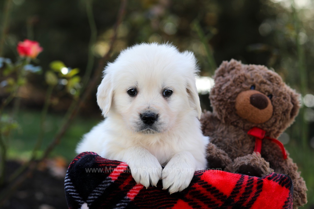 Harmony Image of Harmony, a Golden Retriever puppy