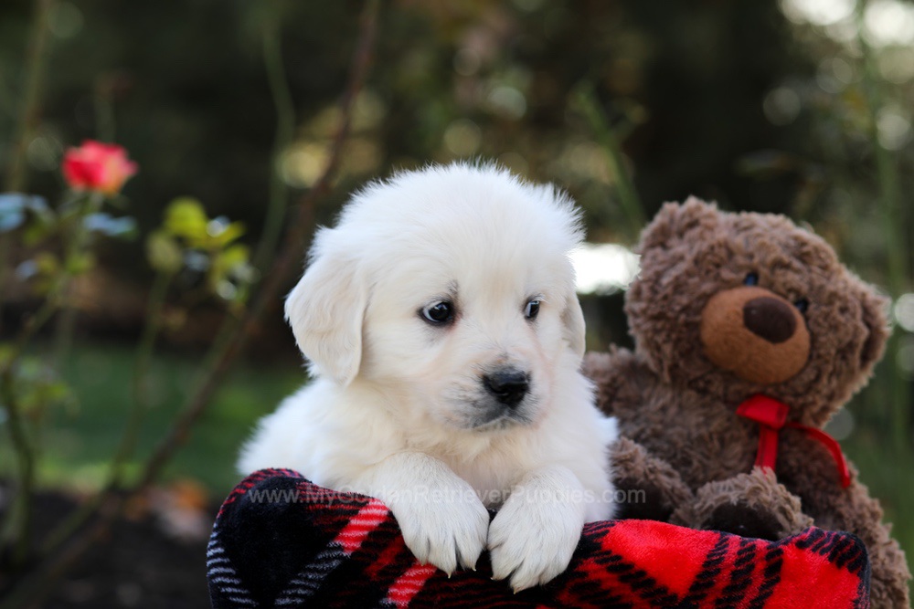 Harmony Image of Harmony, a Golden Retriever puppy