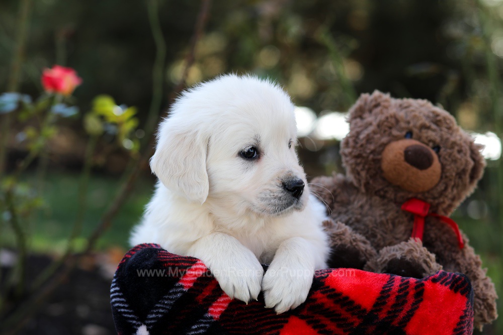 Harmony Image of Harmony, a Golden Retriever puppy
