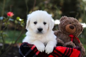 Image of Harmony, a Golden Retriever puppy