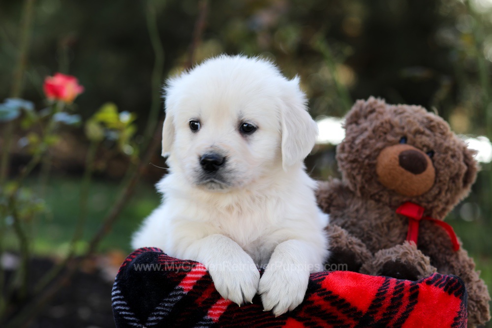 Harmony Image of Harmony, a Golden Retriever puppy