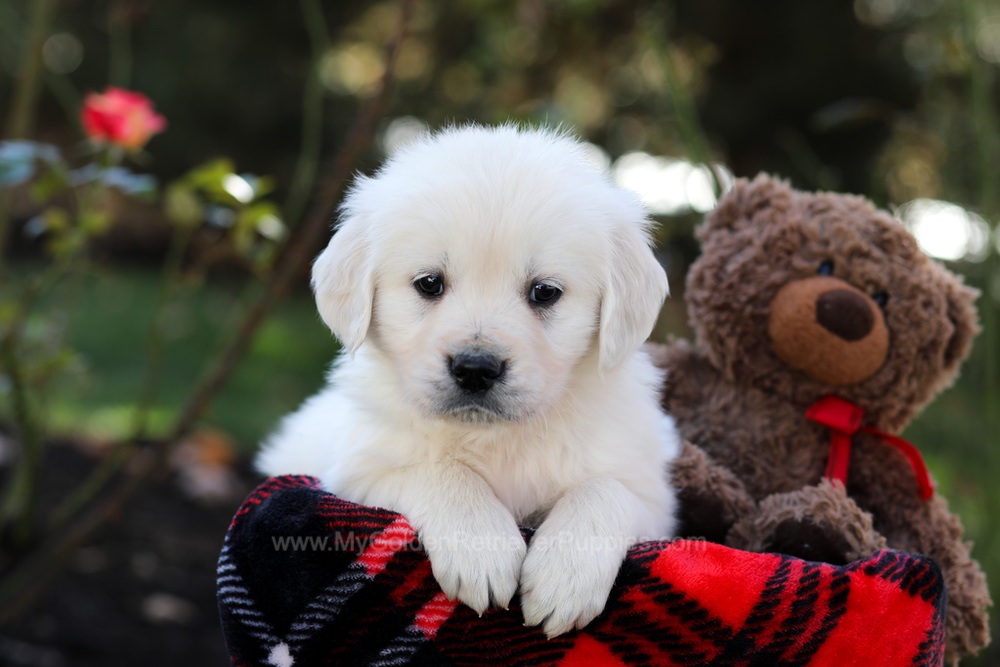Harmony Image of Harmony, a Golden Retriever puppy