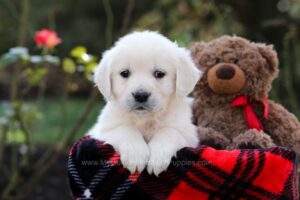 Image of Harper, a Golden Retriever puppy