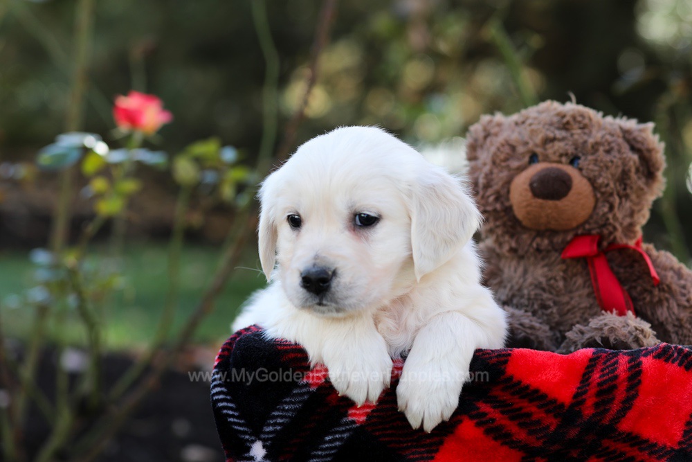 Harriet Image of Harriet, a Golden Retriever puppy
